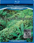 Living Landscapes: Olympic Rainforest (Blu-ray)