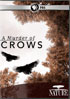Nature: A Murder Of Crows
