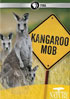 Nature: Kangaroo Mob