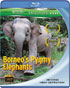 Borneo's Pygmy Elephants (Blu-ray)