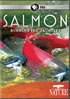 Nature: Salmon: Running The Gauntlet
