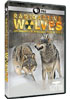 Nature: Radioactive Wolves: Chernobyl's Nuclear Wilderness