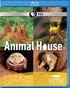 Nature: The Animal House (Blu-ray)